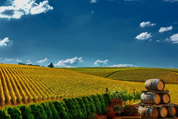 Romanian Wineries Tour from Bucharest.jpeg
