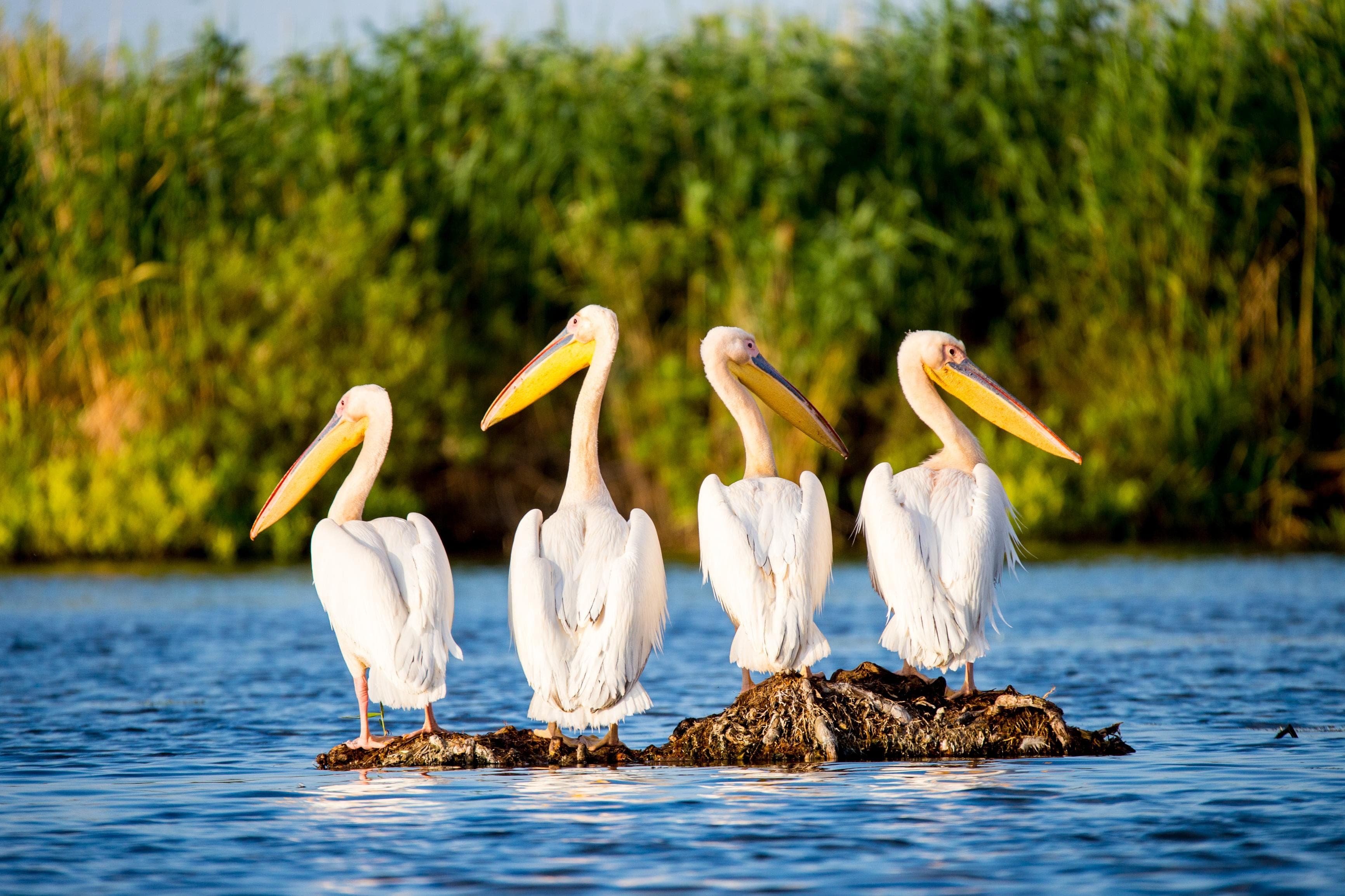 Explore Danube Delta on a day trip from Bucharest - photo 4